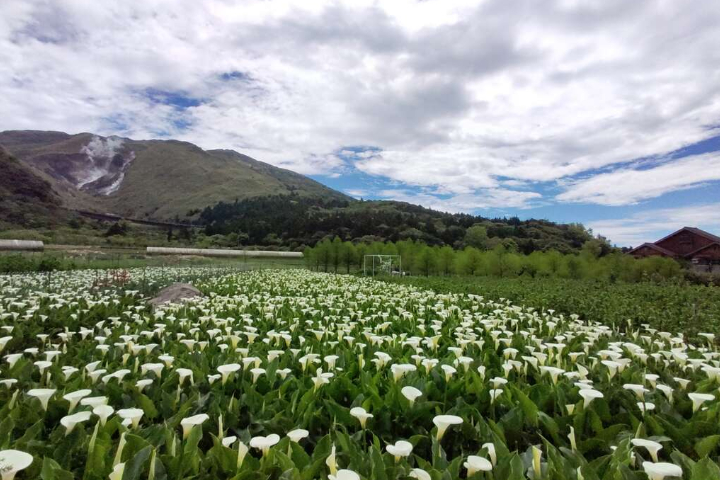 대만 [타이페이 북부 자연 탐방 투어] 베이터우 + 양명산